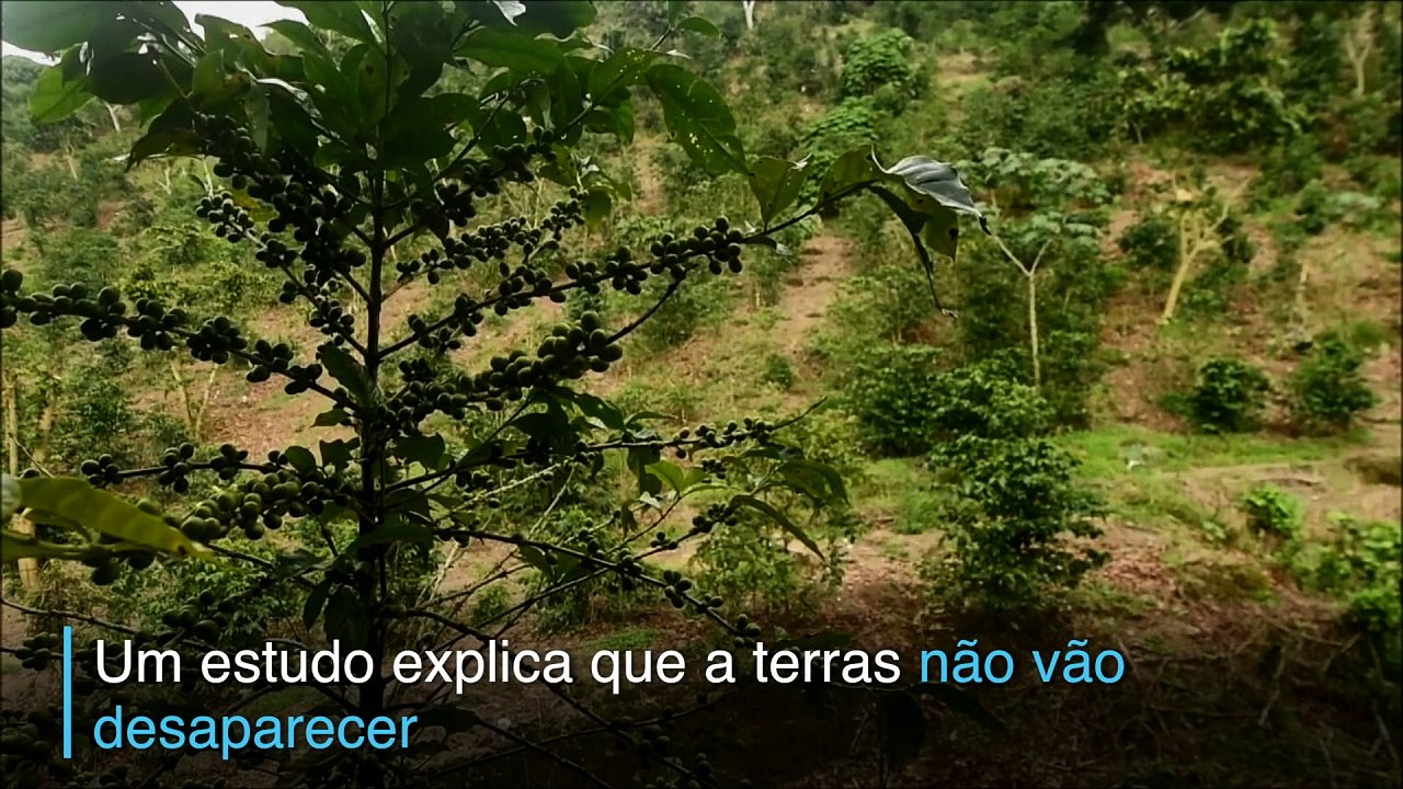 Café ameaçado