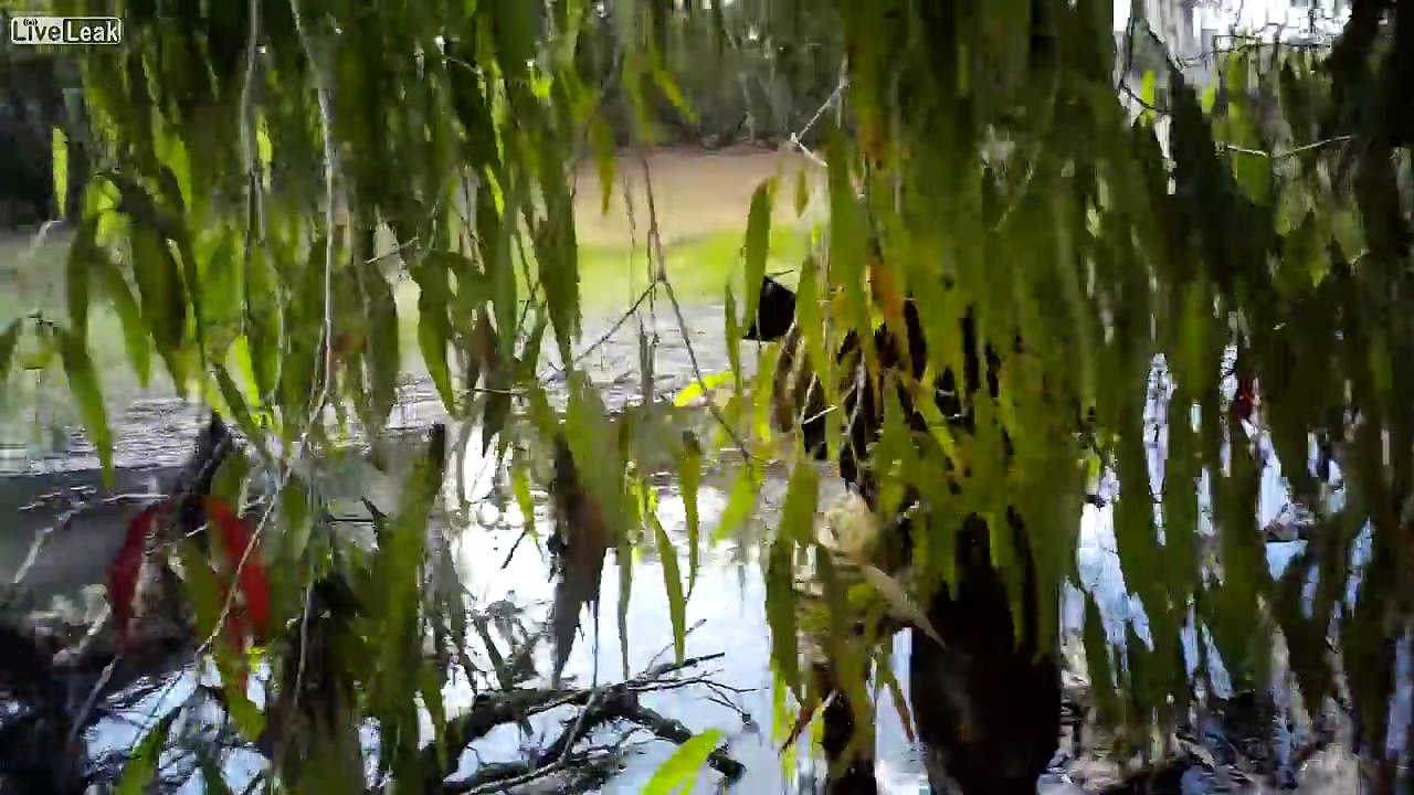 Crocodile attacks pig hunters in Northern Territory Australia. Croc loses.