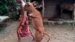 Bezerro nasce sem as patas dianteiras e aprende a andar igual ao ser humano (Ls News)