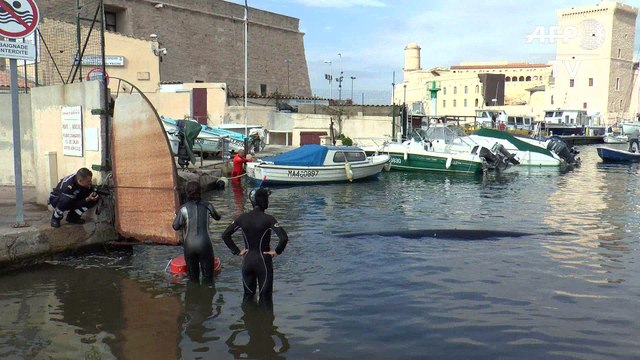 Insolite : une baleine égarée dans le Vieux-Port