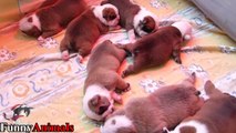 Cutest English Bulldog Puppies Compilation 2017 - Cute Dog Videos