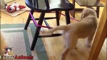 Funniest And Cutest Golden Retriever Videos 2017 - Funny Dogs Compilation