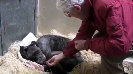 Ölüm döşeğindeki 59 yaşındaki şempanze eski dostunu tanıdı