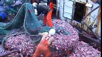 شبكة صيد عملاقة انظر ماذا اصطادت