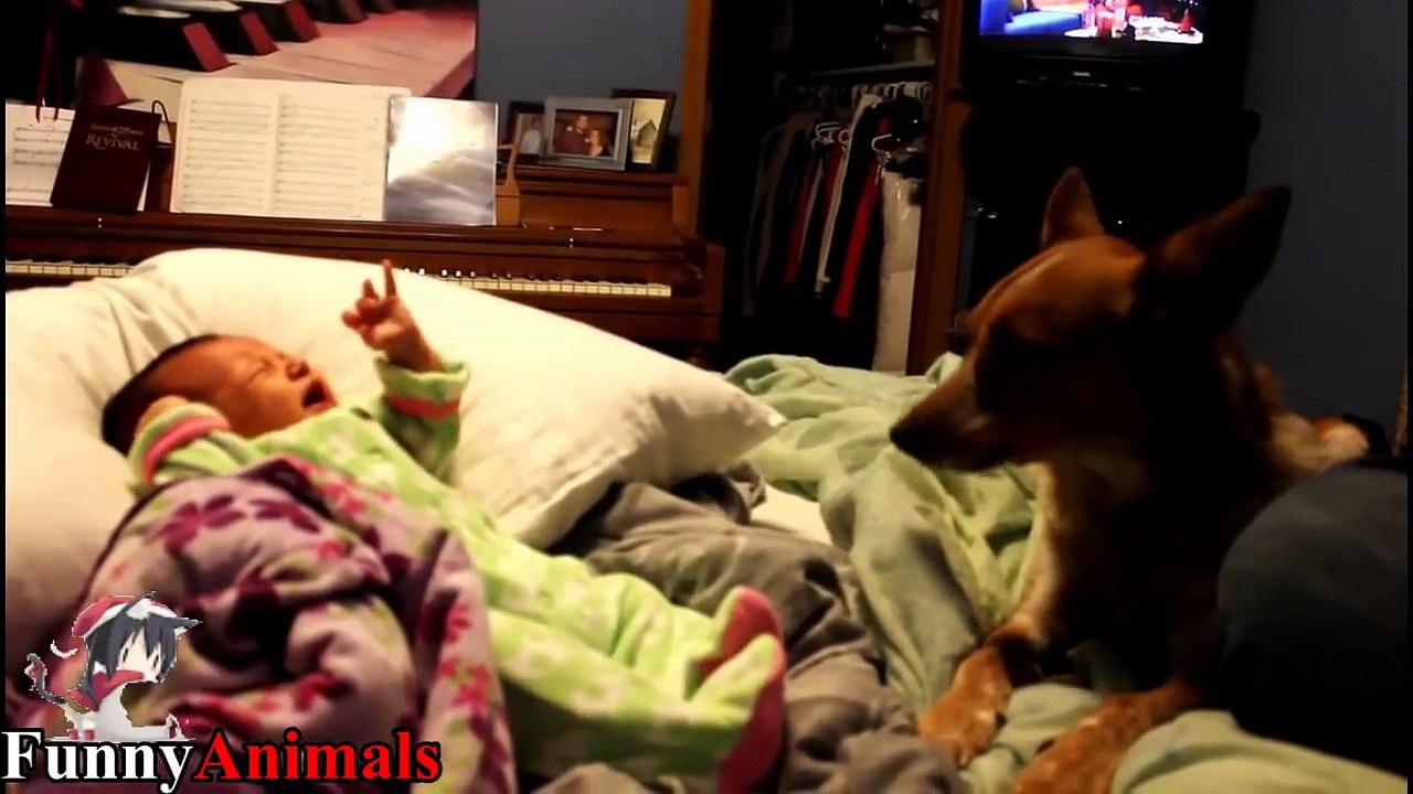 Dogs sings to stop baby crying - Dog Loves Babies Videos 2017