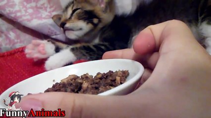 How to waking up your pet when they're sleeping-