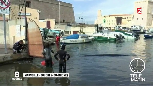 Marseille : une baleine dans le Vieux-Port !