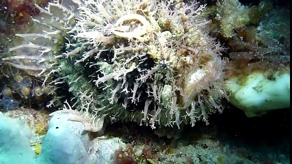 True Facts About The Angler Fish