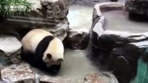 Giant panda washes itself
