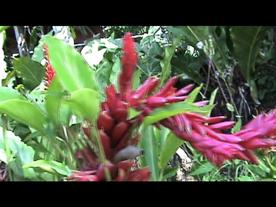 Música Campesina Homenaje a las Madres - El Don de la Vida (Edgar Contreras) - Grupo: Song Parrandero - Jesús Méndez Producciones