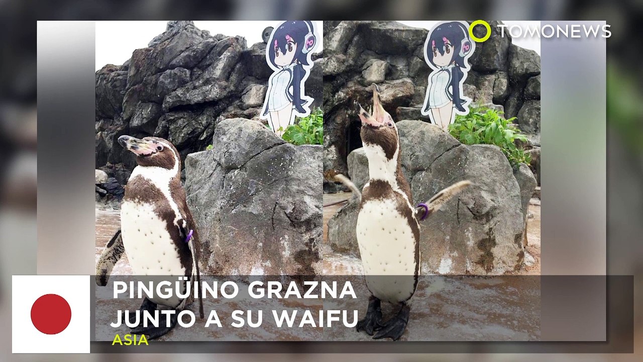 Pingüino Otaku: Muere el pingüino Grape–kun junto a su amada waifu - TomoNews