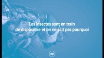 Les insectes sont en train de disparaitre et on ne sait pas pourquoi