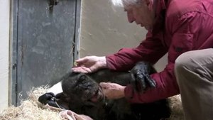 The Amazing Moment A Dying Chimpanzee Recognizes Her First Friend