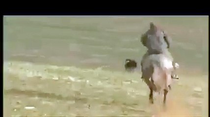 tavşan kendisini yakalamak isteyen köpekleri madara etti