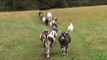 Goats and Their Canine Companions Walk in Beautiful Line Through Farm