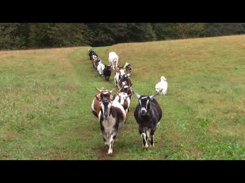 Goats and Their Canine Companions Walk in Beautiful Line Through Farm