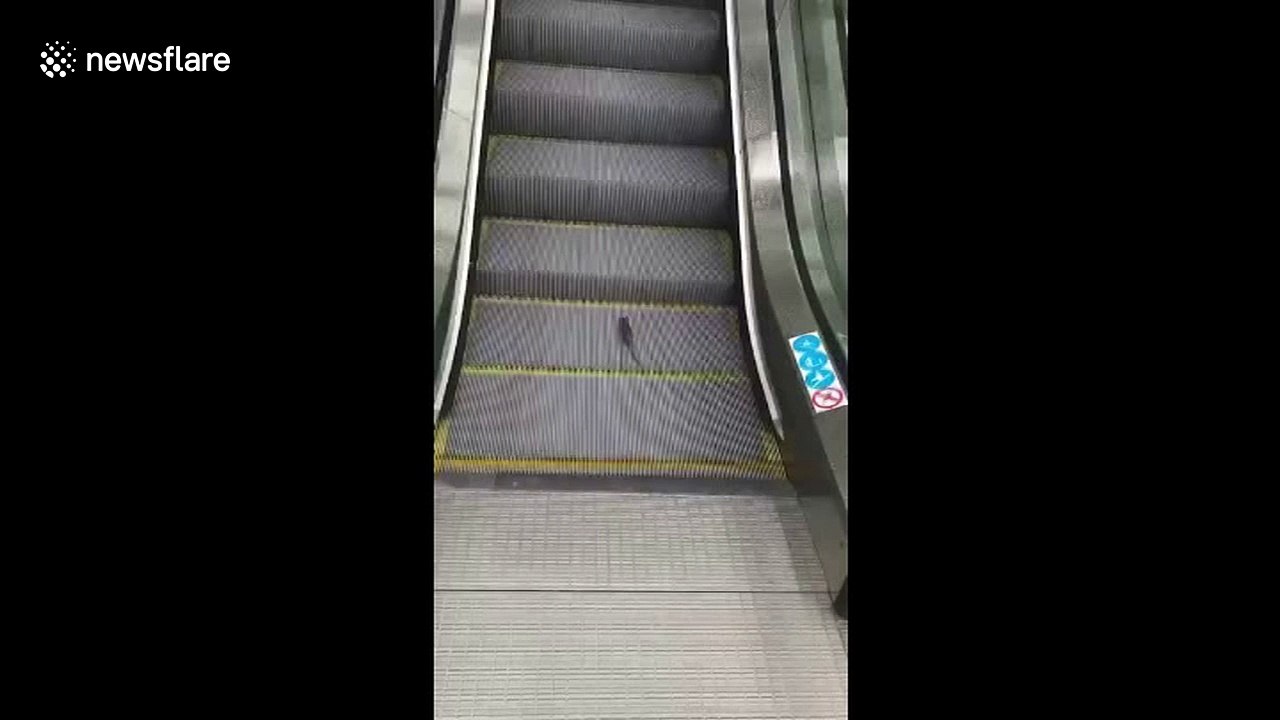 Rat uses escalator as treadmill