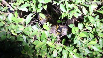 15ft Long Python Caught Hiding In Garden Hedge