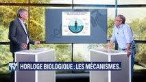 Horloge biologique: comment fonctionne le chef d’orchestre de notre organisme ?