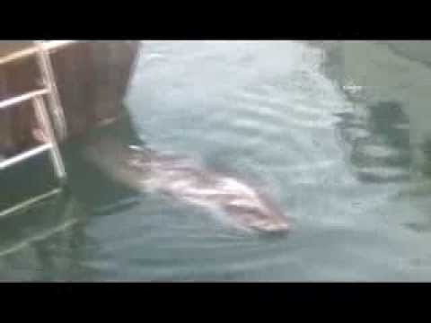 Balıkçıların ağına takılan köpek balığı sudan kancayla çıkartıldı