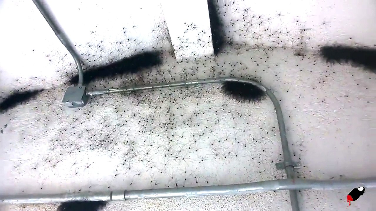 Il retrouve sa maison infestée d'araignées. Quelle horreur...