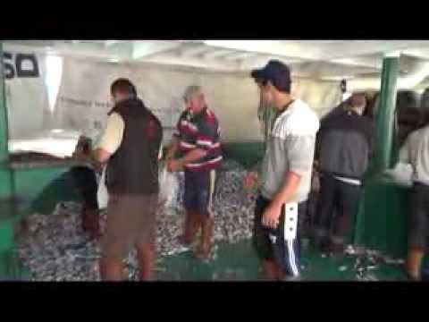 Karadeniz'de hamsi bolluğu vatandaşa bayram yaşattı