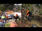 Norveç başbakanı Noel için ağaç kesti