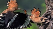 HOOPOE   Upupa epops   Bird Feeding Their Young in SLOW MOTION