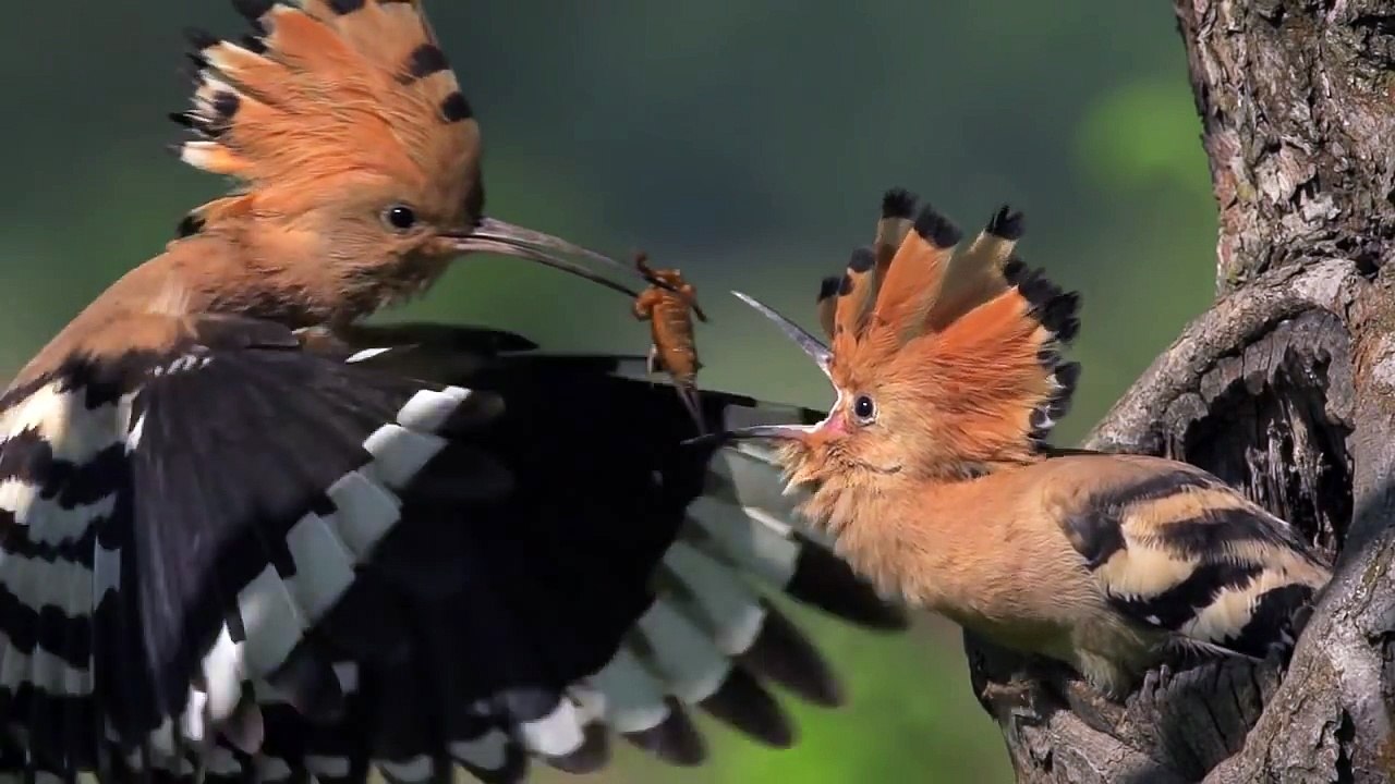 HOOPOE   Upupa epops   Bird Feeding Their Young in SLOW MOTION