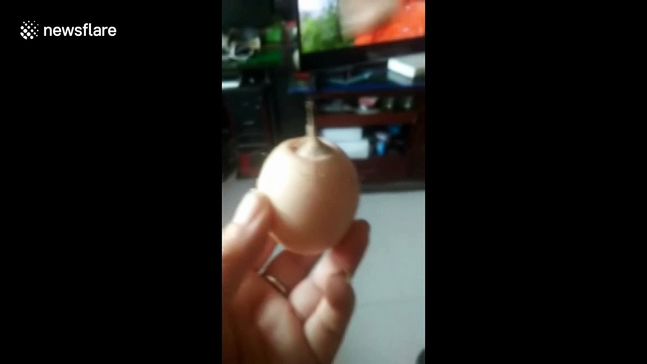 Hen lays egg with 'tail'