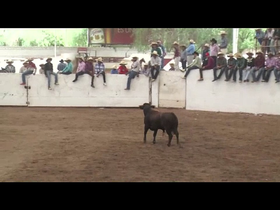 EL ZIKA EL TORO DEL MOMENTO EN SUS INICIOS