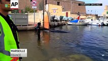 Une Baleine échouée dans le port de Marseille !