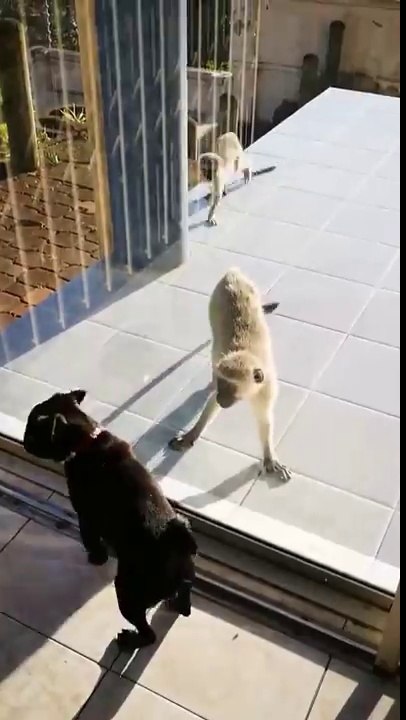 Ces singes rendent fou un chien à travers la vitre de la maison !