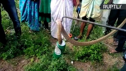 Indianos se reúnem para resgate de cobra