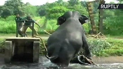 Rescuers Save Helpless Elephant Caught in Steep Canal