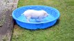 Mini pig let loose in paddling pool