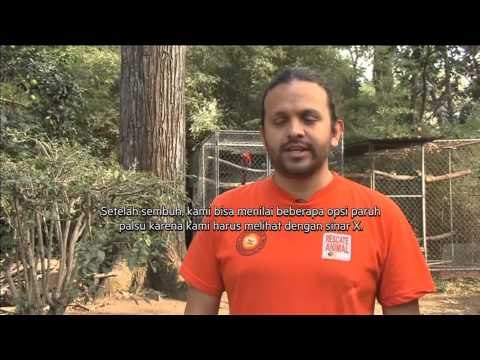 Paruh Palsu Diciptakan Untuk Seekor Burung Tukan Di Kosta Rika - NET5