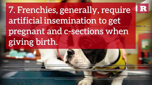 11 Fun and Furry Facts on the French Bulldog | Rare Animals