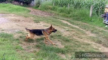 German shepherd jumping on tractor