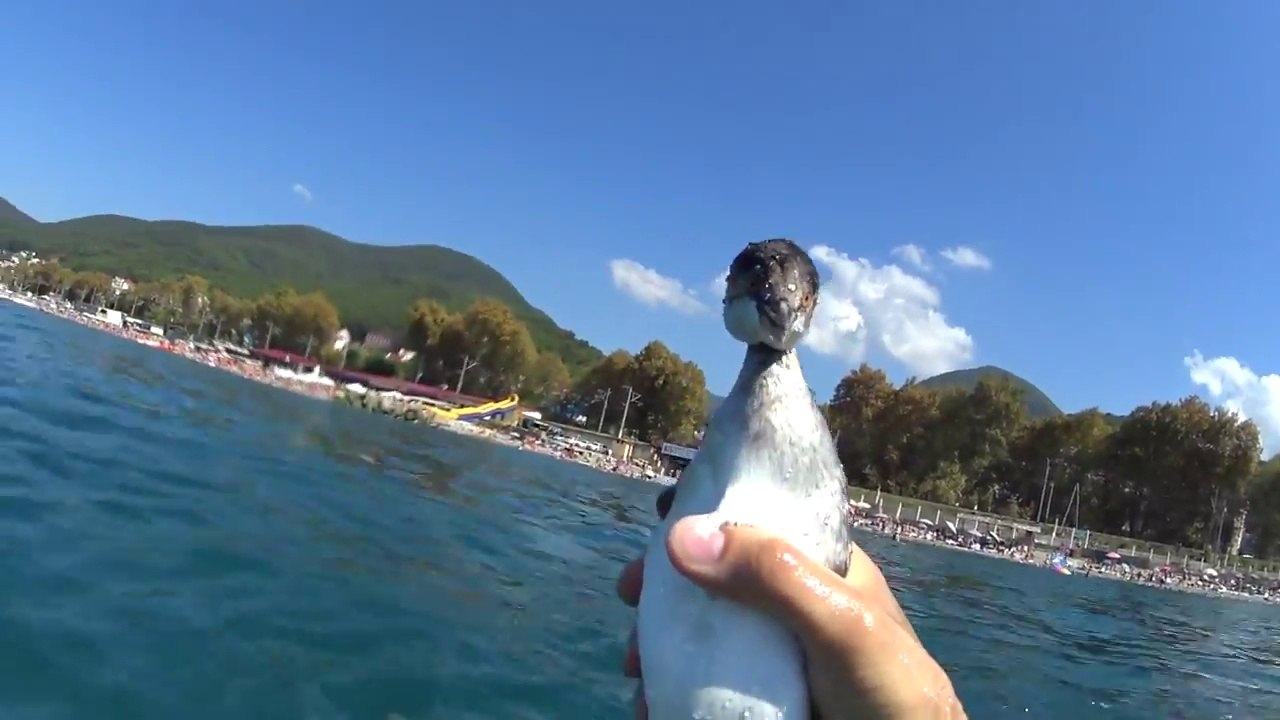 Il plonge en apnée à la poursuite d'un oiseau et l'attrape... Dingue