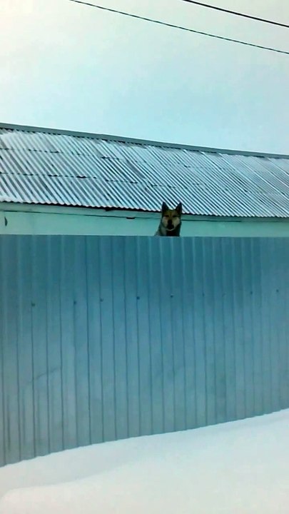 Quand le chien du voisin est trop curieux! Adorable...