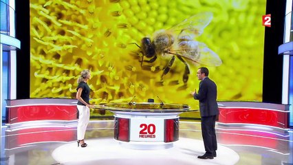 Environnement : près de 80% des insectes auraient disparu en Europe