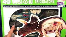 TRICERATOPS Anatomy Toy Model 4D - Whats inside a TRICERATOPS Body?