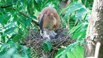 Wild birds: The life of wild baby birds in nest - bird feeding