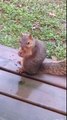 Squirrel Does Not Like Being Called Fat