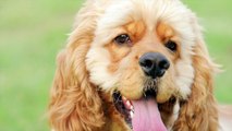 Dogs Make More Facial Expressions When People Are Looking At Them