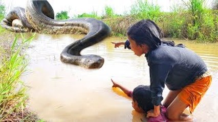 Video herunterladen: Amazing Brave Little Sisters Catch Big Snakes While Digging Crabs in Canal