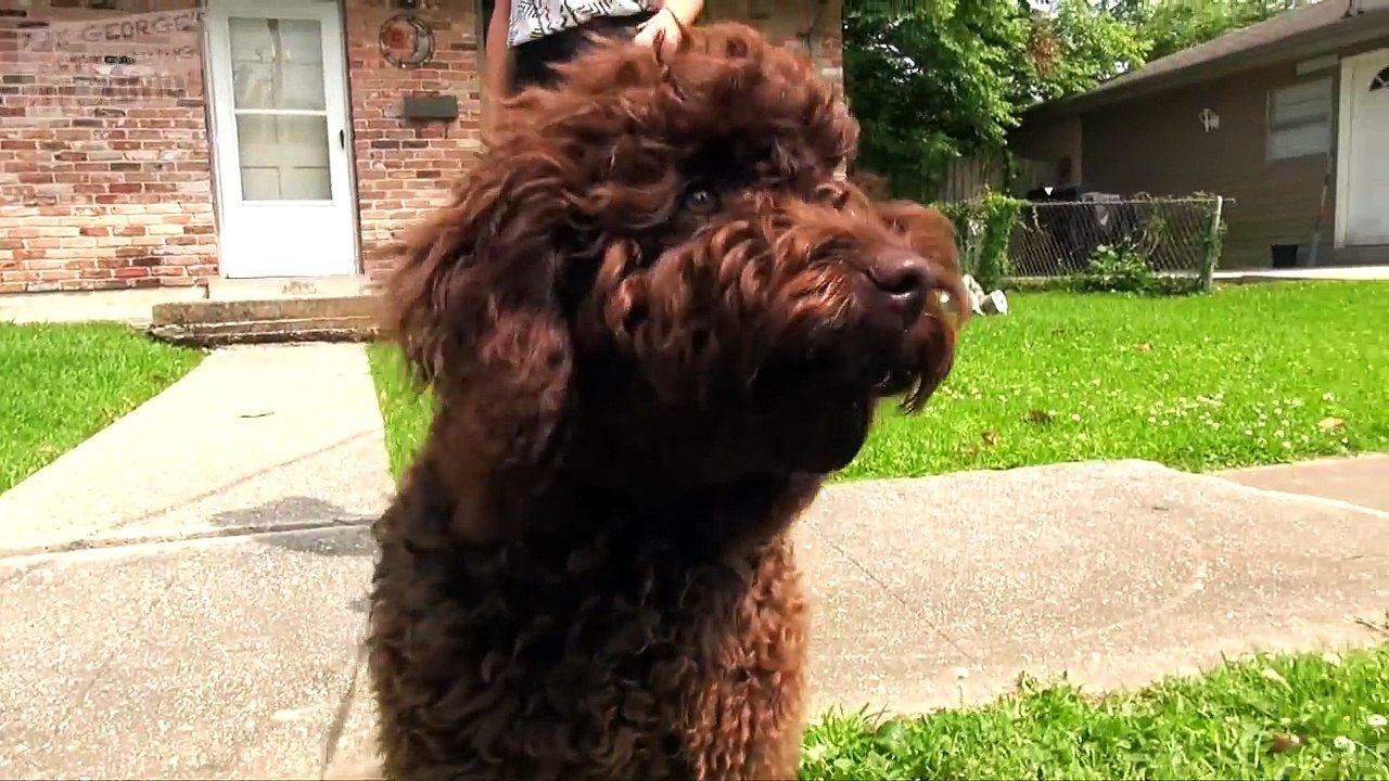 How to STOP Leash Pulling: TEACH Your DOG To WALK PERFECT on a Leash