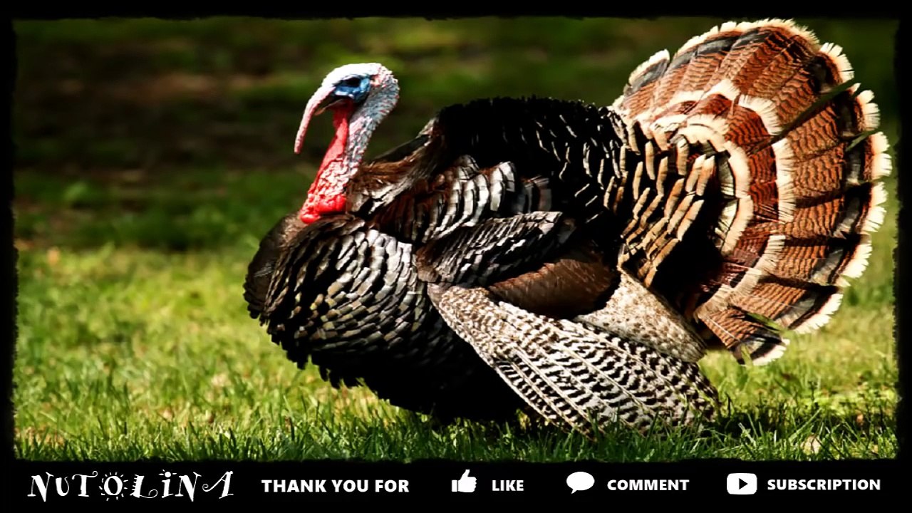 Bruit danimaux de la ferme / Cris danimaux de la ferme pour bébé