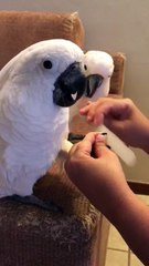 Parrots Love Manicures